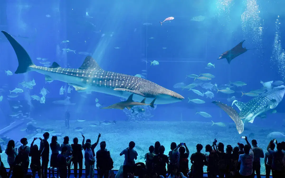 ג'ורג'יה אקווריום (Georgia Aquarium)