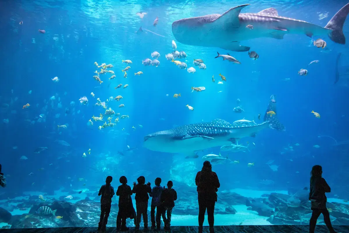 Thủy cung Georgia Aquarium