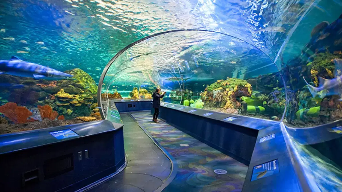 Thủy cung Ripley's Aquarium of Canada